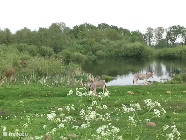 Location de Vacances Pays-Bas, Brabant-Septentrional, Boxmeer, maison de vacances - Loge du Haut Werveld