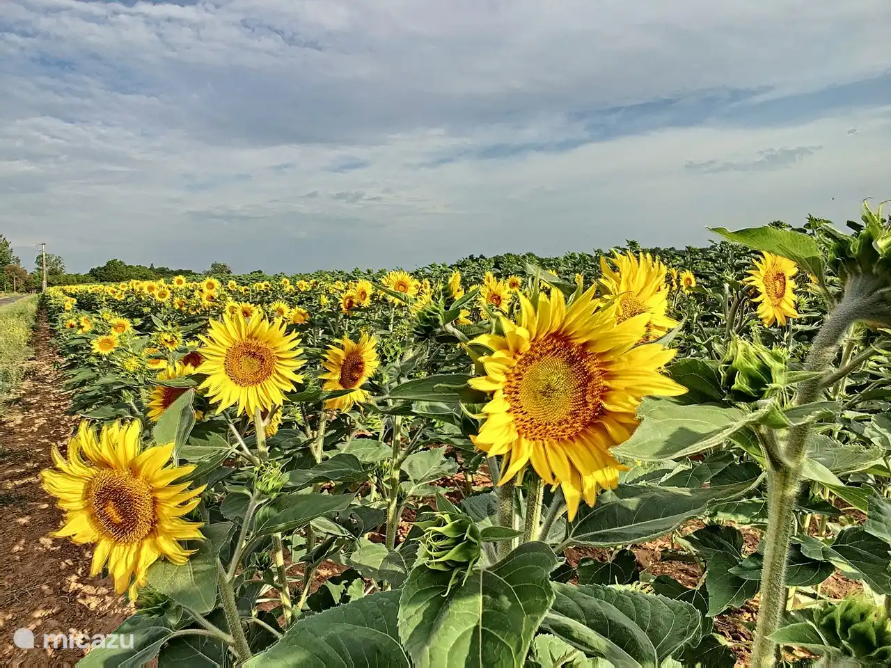 bei Spaziergängen sehen
