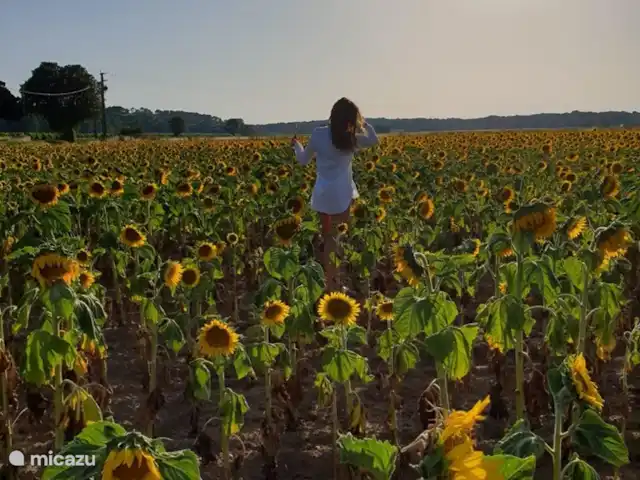 Villa Couronne huren in Frankrijk, Gard, Uzès - villa Zonnebloemvelden begin juli.