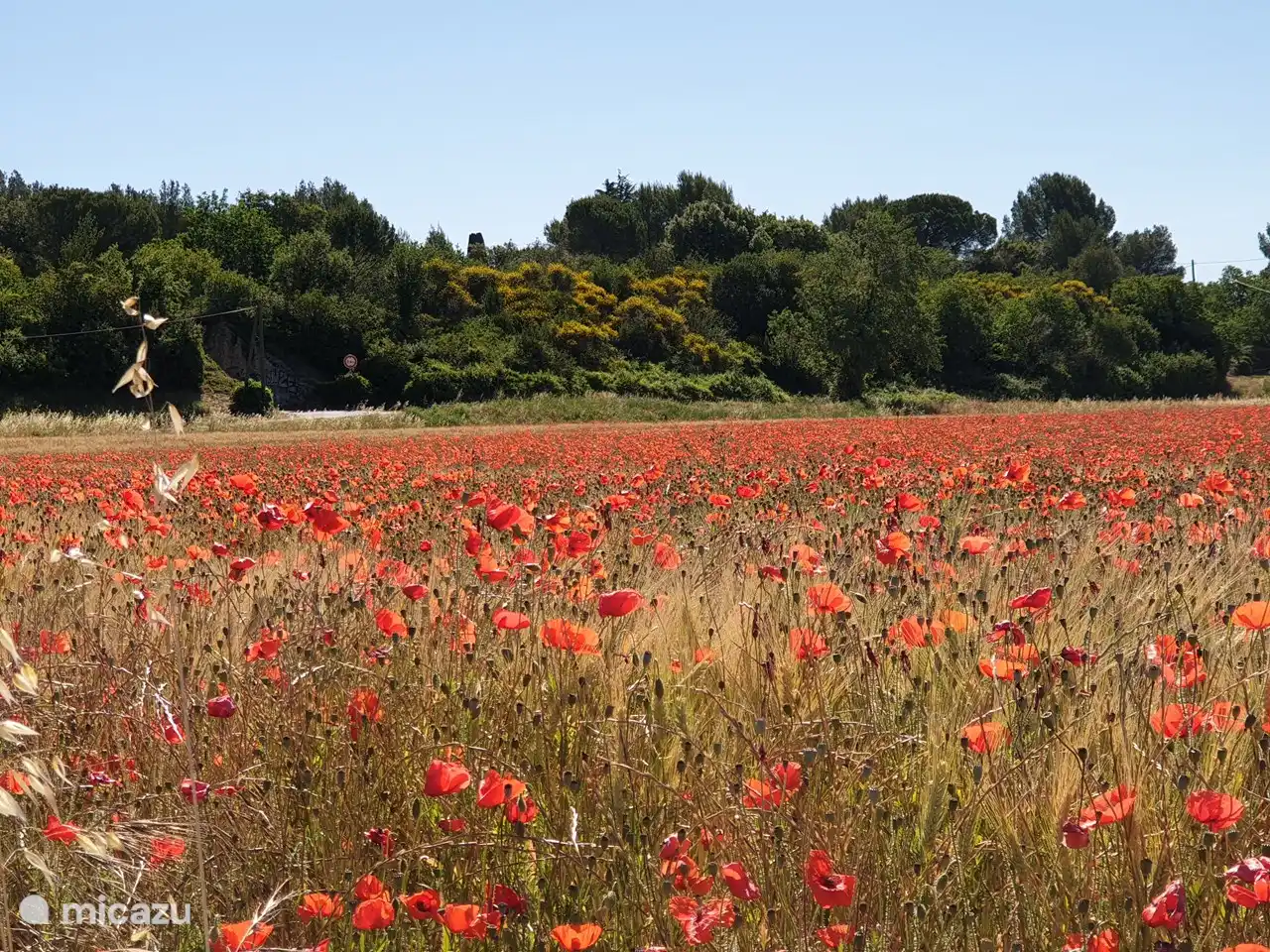 Poppies mid to late June.