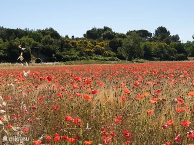Villa Couronne huren in Frankrijk, Gard, Uzès - villa klaprozen half tot eind juni.