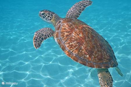 Playa Grandi mit Schildkröten