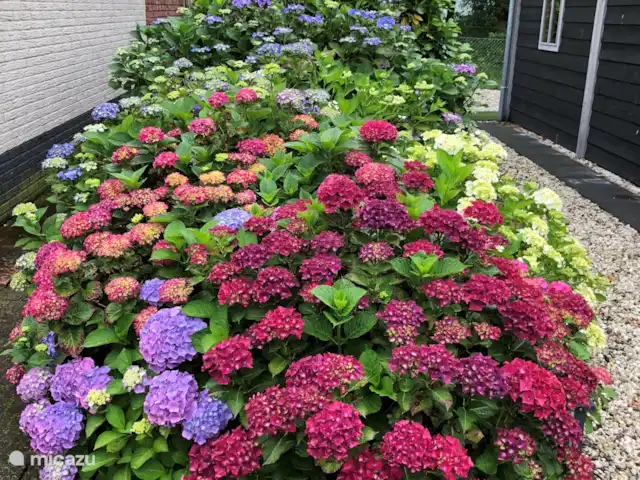 Location de Vacances Pays-Bas, Overijssel, De Lutte, maison de vacances - Dinkelhuuske Une mer de fleurs à l’entrée
