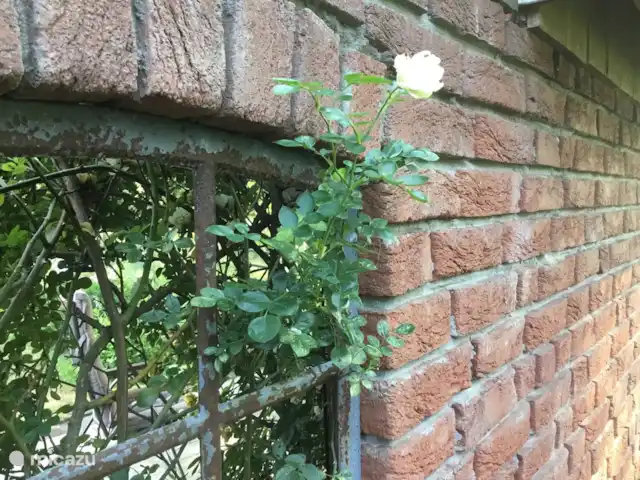Location de Vacances Pays-Bas, Overijssel, De Lutte, maison de vacances - Dinkelhuuske La pergola est équipée de beaux éléments anciens