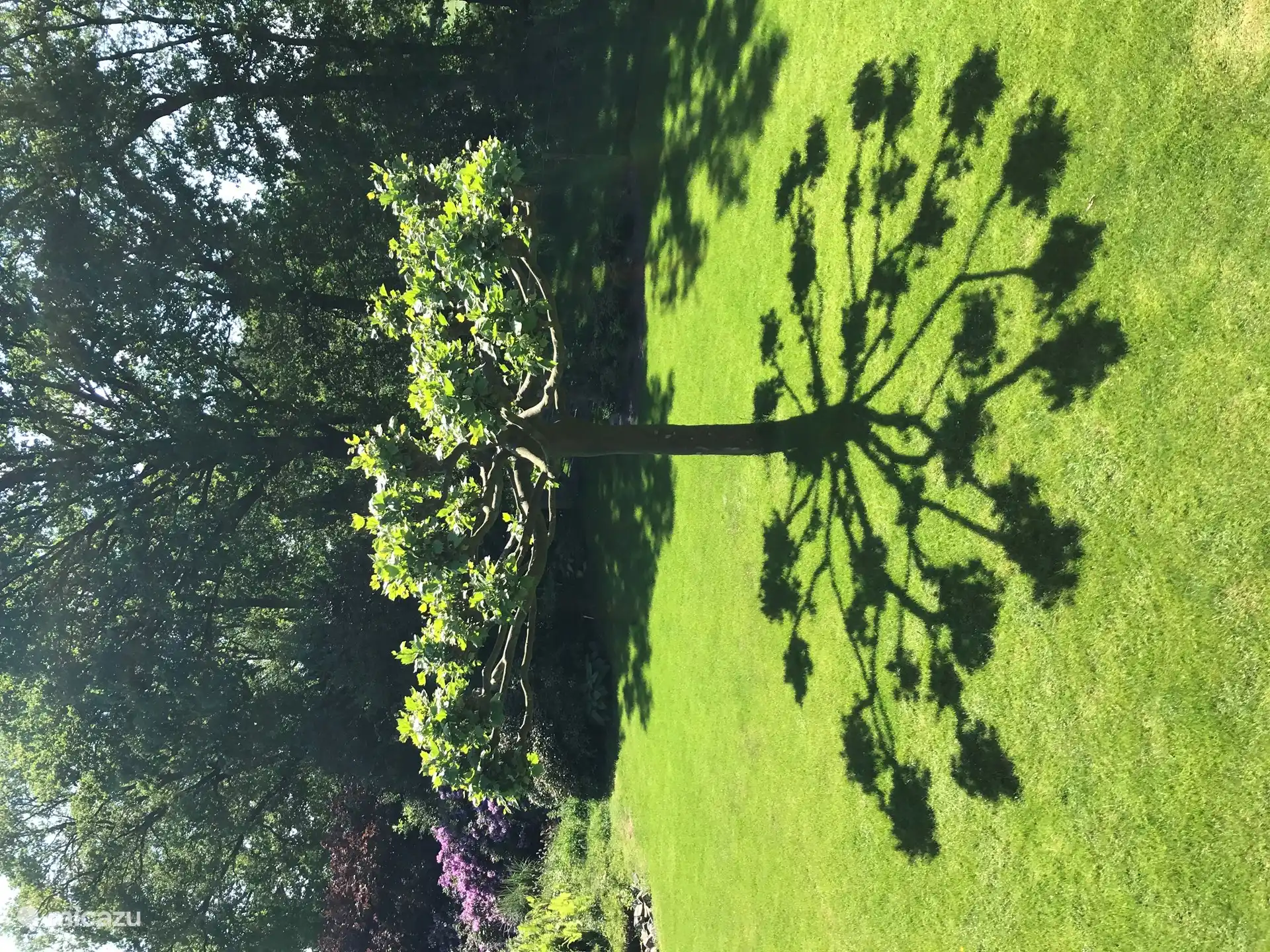 Die Platane, die viel Schatten spendet