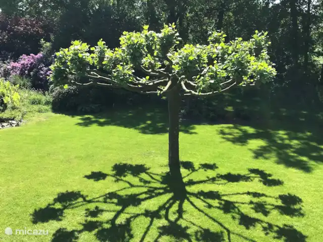 Location de Vacances Pays-Bas, Overijssel, De Lutte, maison de vacances - Dinkelhuuske Le platane qui offre beaucoup d'ombre