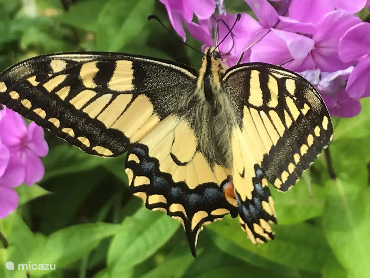 Auch diese schöne Königinseite