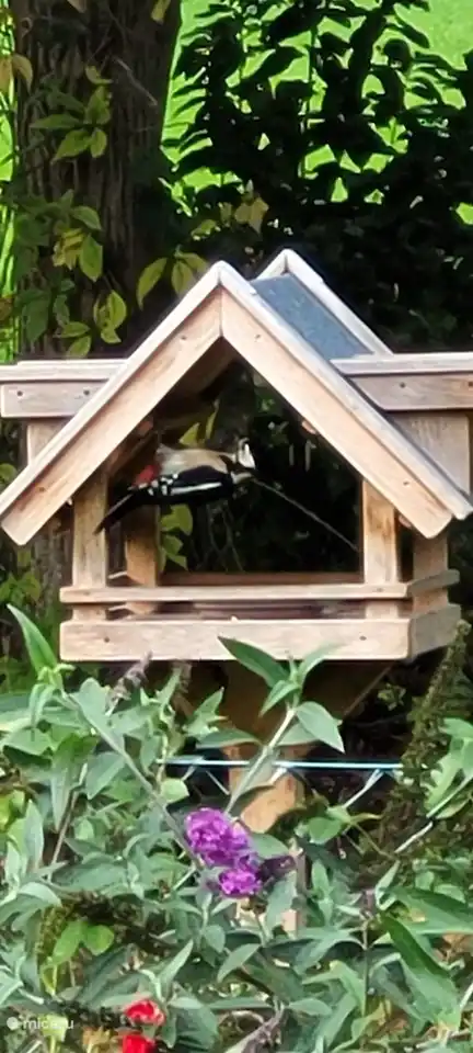 Auch der Buntspecht kommt regelmäßig vorbei