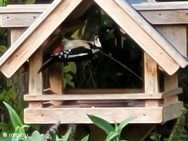 Location de Vacances Pays-Bas, Overijssel, De Lutte, maison de vacances - Dinkelhuuske Le pic épeiche visite également régulièrement