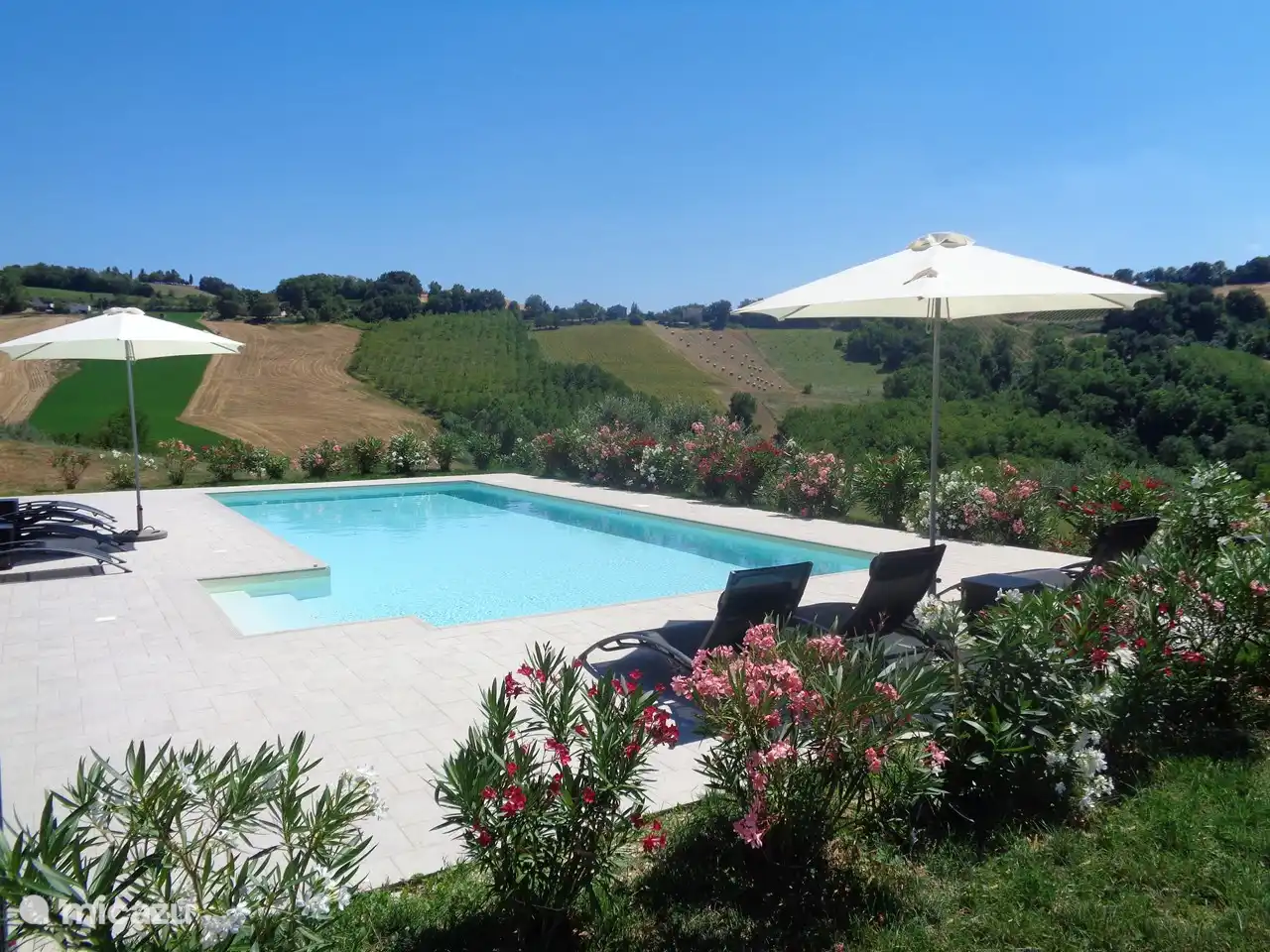 Des lauriers roses blancs, roses et rouges entourent la piscine.