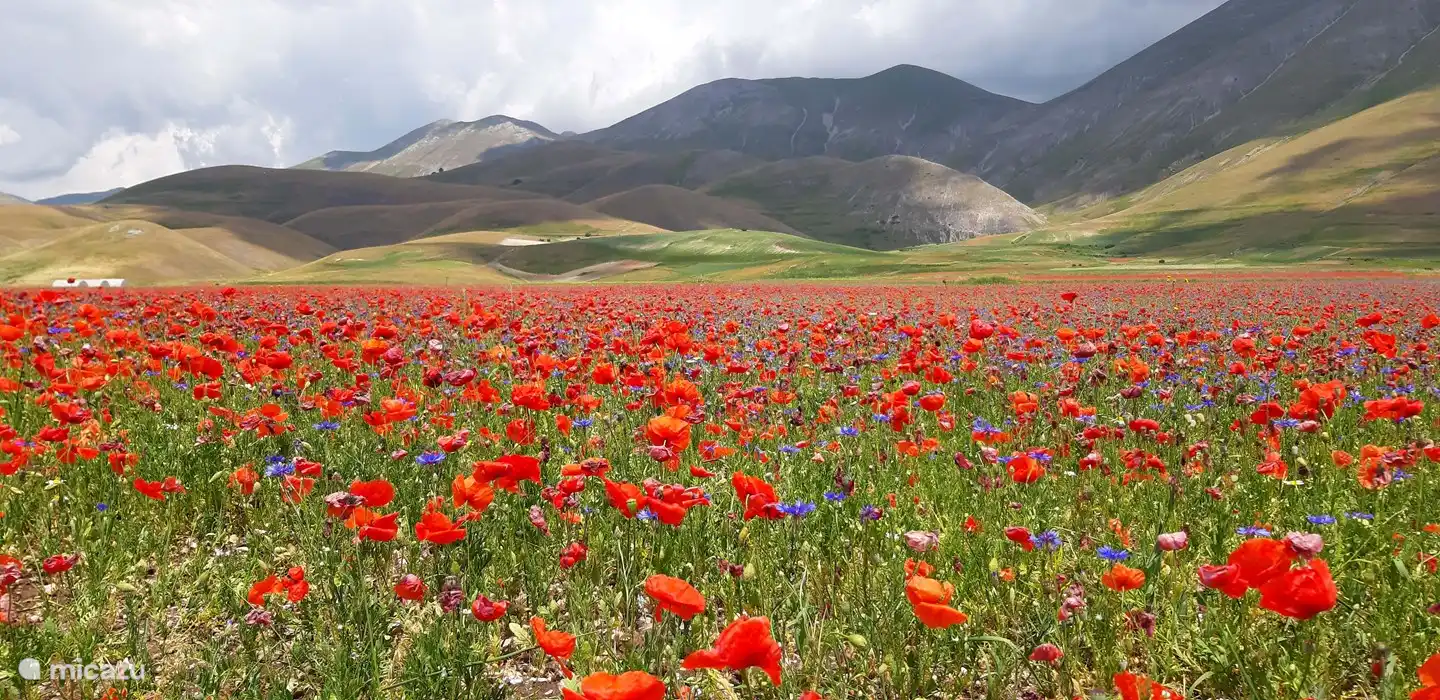 Une véritable explosion de couleurs, à admirer durant les mois de juin et juillet au Piano Grande de Castellucio.