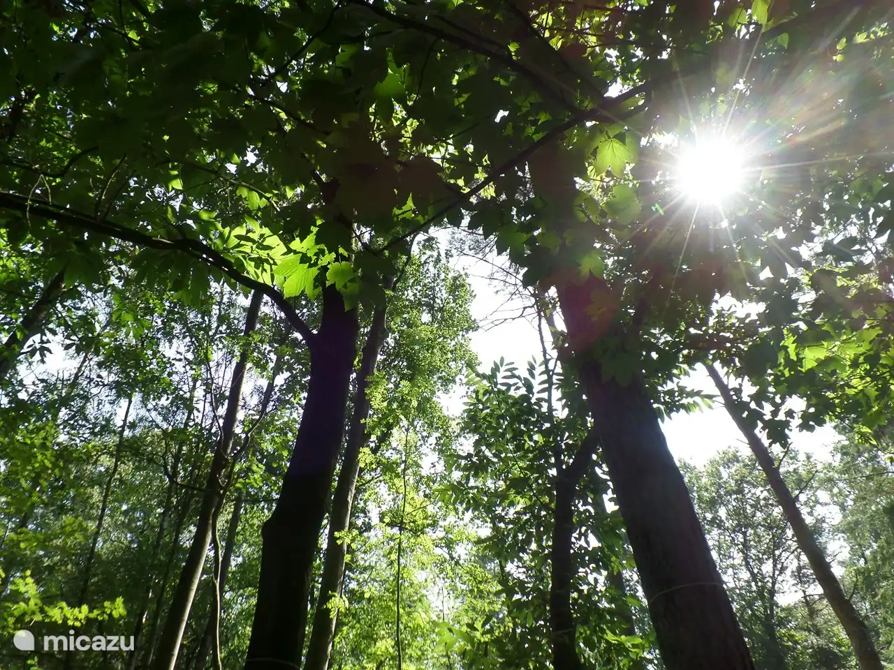 Schattiger Hinterhof