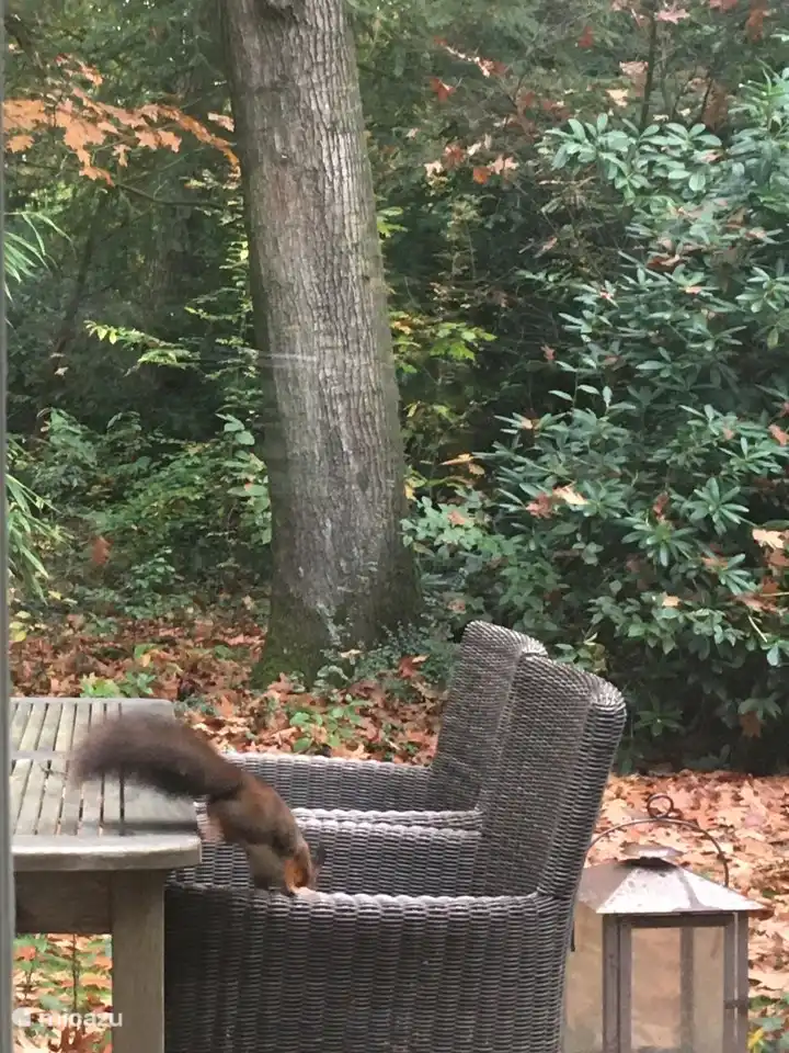 Die Eichhörnchen statten oft einen Besuch ab