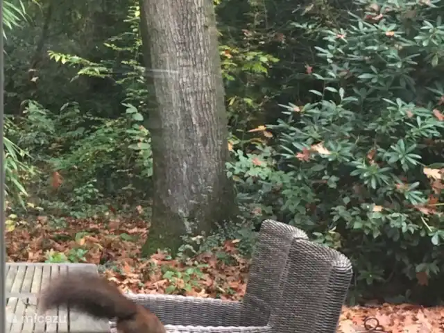 Location de Vacances Pays-Bas, Overijssel, Holten, bungalow - Yocasa Les écureuils rendent souvent visite