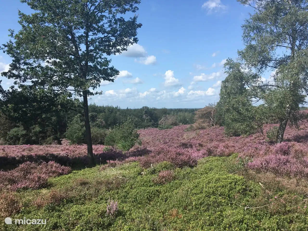 Holterberg Spätsommer