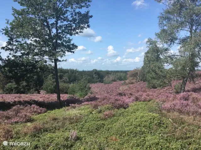 Location de Vacances Pays-Bas, Overijssel, Holten, bungalow - Yocasa Holterberg à la fin de l'été