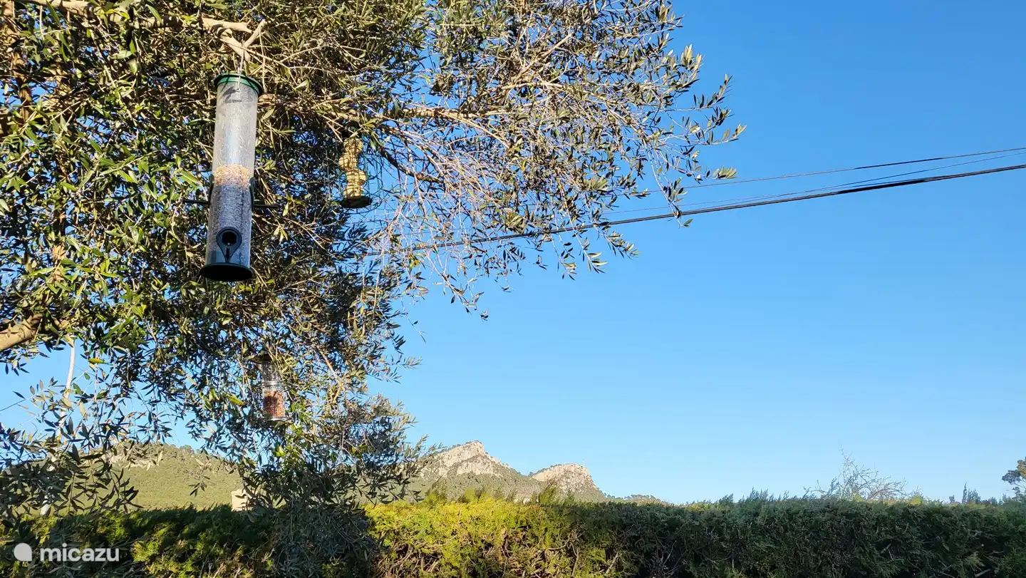 pájaros de mi jardín