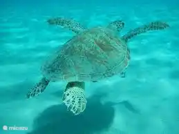 Turtles swim close to the beach. Especially on Playa Grandi, but also at Blue Bay! Fantastic to see..