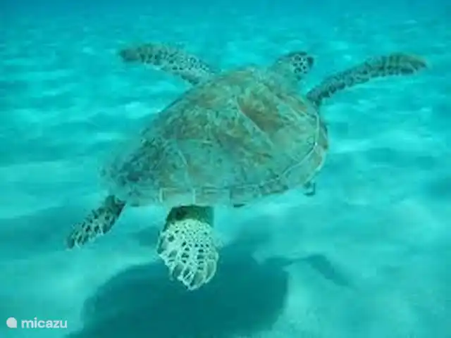 Location de Vacances Curaçao, Curaçao-Centre, Blue Bay, villa - Villa BlueBay à 50m de la plage des palmiers Les tortues nagent près de la plage. Surtout à Playa Grandi, mais aussi à Blue Bay ! Fantastique à voir..