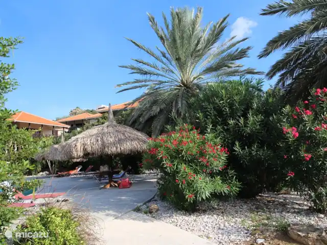 Location de Vacances Curaçao, Curaçao-Centre, Blue Bay, villa - Villa BlueBay à 50m de la plage des palmiers Vous pourrez vous détendre dans la belle piscine en profitant des fleurs tropicales.
