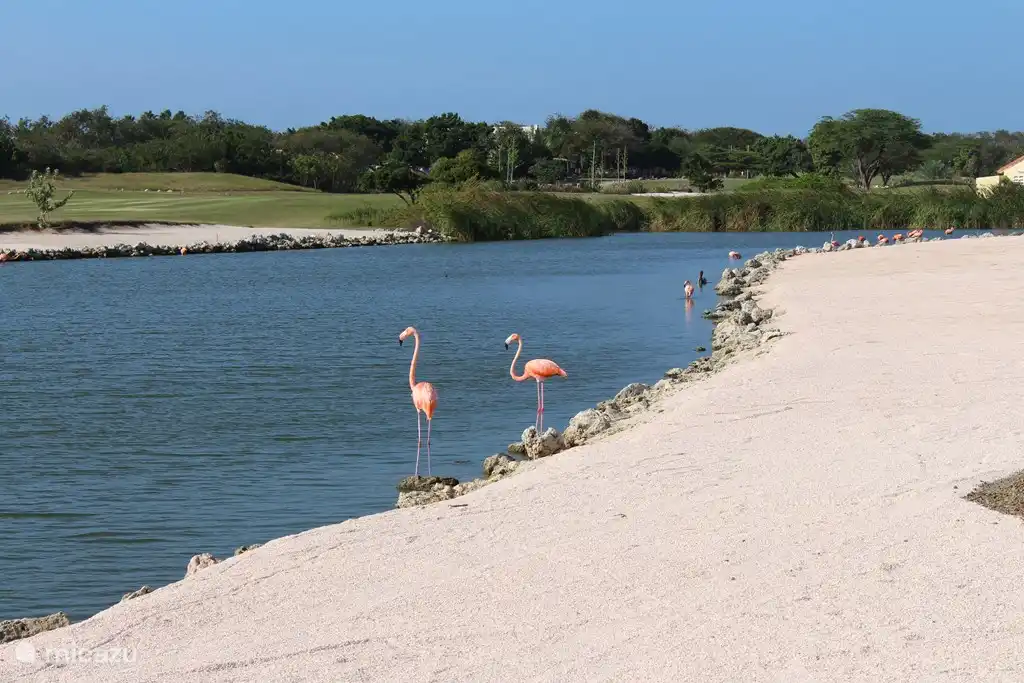 Many flamingos near the villa!