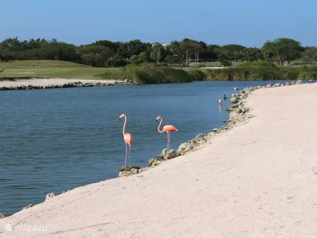Location de Vacances Curaçao, Curaçao-Centre, Blue Bay, villa - Villa BlueBay à 50m de la plage des palmiers De nombreux flamants roses à proximité de la villa !
