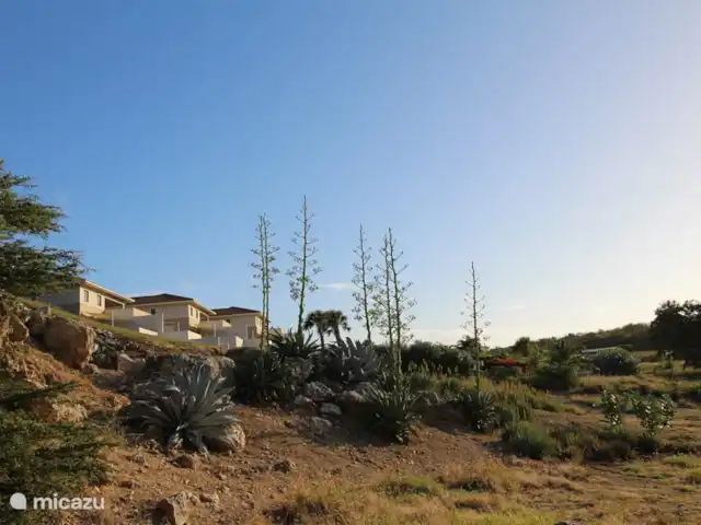 Location de Vacances Curaçao, Curaçao-Centre, Blue Bay, villa - Villa BlueBay à 50m de la plage des palmiers Agaves en fleurs Blue Bay