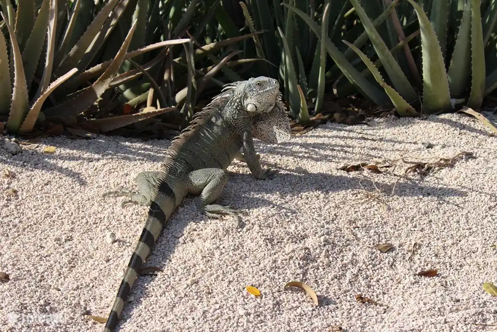 Many authentic and harmless iguanas in the park ...