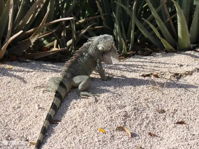 Location de Vacances Curaçao, Curaçao-Centre, Blue Bay, villa - Villa BlueBay à 50m de la plage des palmiers De nombreux iguanes authentiques et inoffensifs dans le parc...