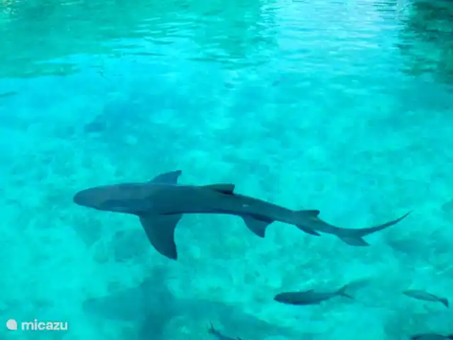 Location de Vacances Curaçao, Curaçao-Centre, Blue Bay, villa - Villa BlueBay à 50m de la plage des palmiers Voir Aquarium Curaçao : ici, vous pouvez nager avec les dauphins ! Aussi une sortie amusante pour toute la famille.