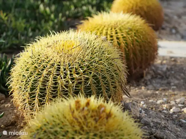 Casa Perdiz | Espagne, Costa Blanca, La Marina - finca Jardin