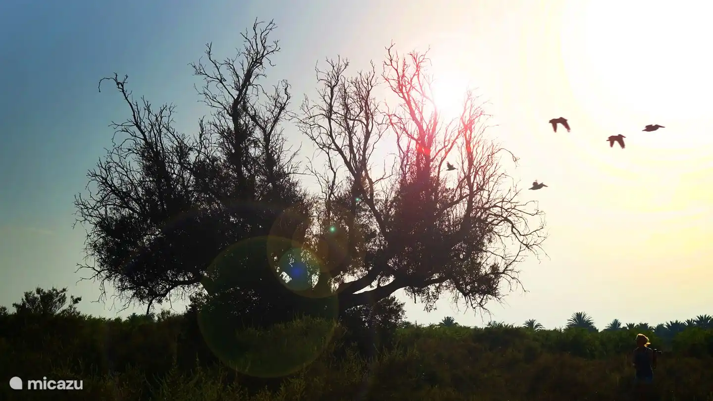 Alter Olivenbaum vom Garten aus gesehen