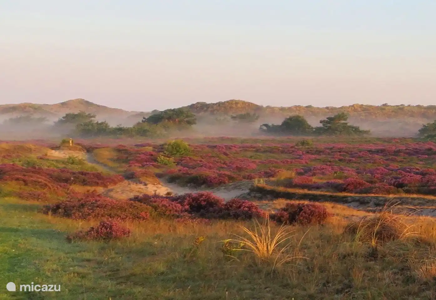 Bloeiende heide in het duingebied.