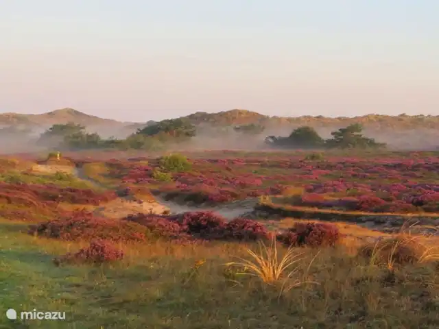 Location de Vacances Pays-Bas, Hollande du Nord, Schoorl, maison de vacances - Ecole Ecolodge de Parel Bruyère en fleurs dans la zone des dunes.