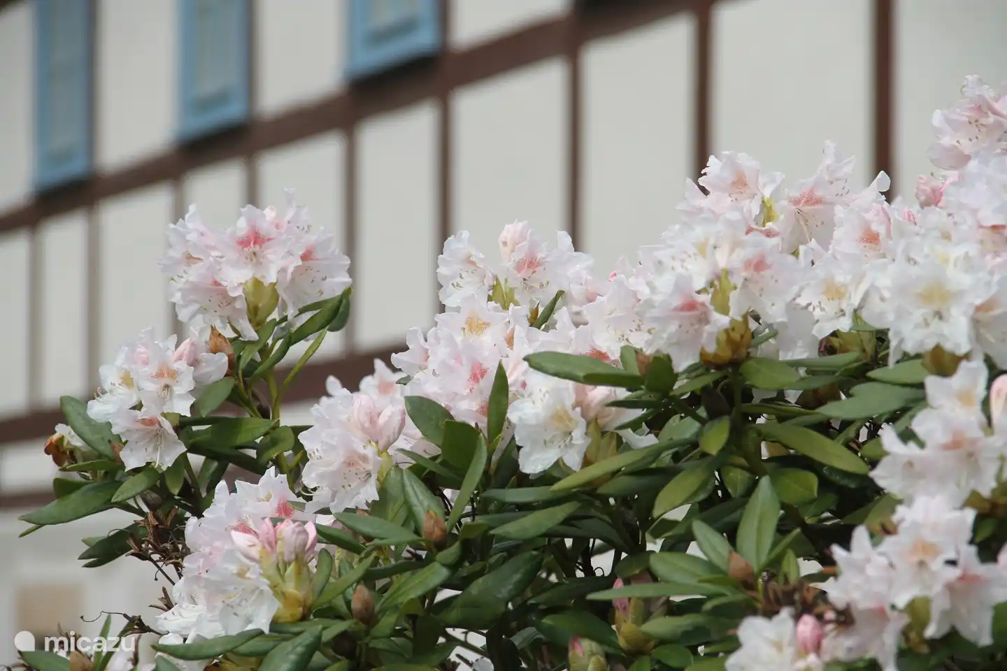 Felsenkeller Bielatal avec rhododendron