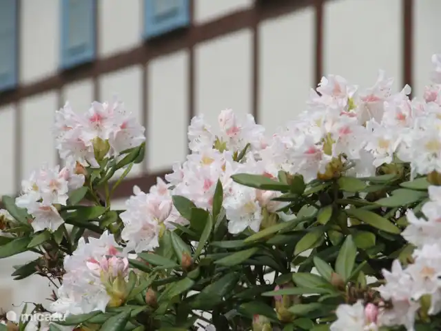 Felsenkeller Bilatal Rosengarten en Alemania, Sajonia, Rosenthal-Bielatal - apartamento Felsenkeller Bielatal con rododendro