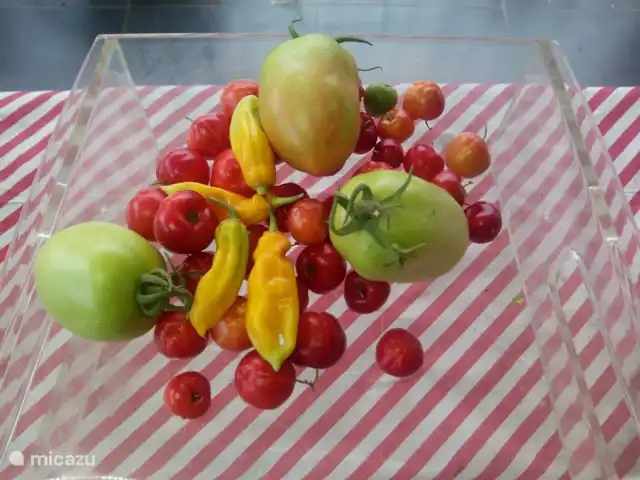Woning:  VillaParK  -  INDIRA huren in Suriname, Paramaribo, Paramaribo - vakantiehuis Prachtig fruit en groente dat allemaal groeit op het erf en perceel.