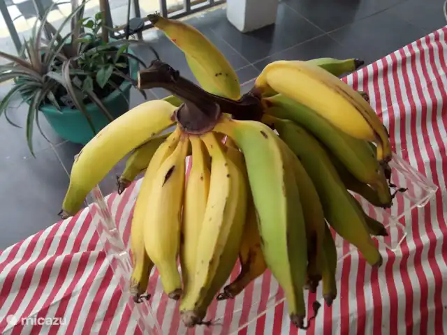 Woning:  VillaParK  -  INDIRA huren in Suriname, Paramaribo, Paramaribo - vakantiehuis Groene bananen van het erf.