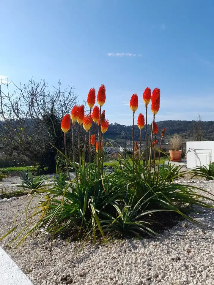 Flower garden at sun terrace