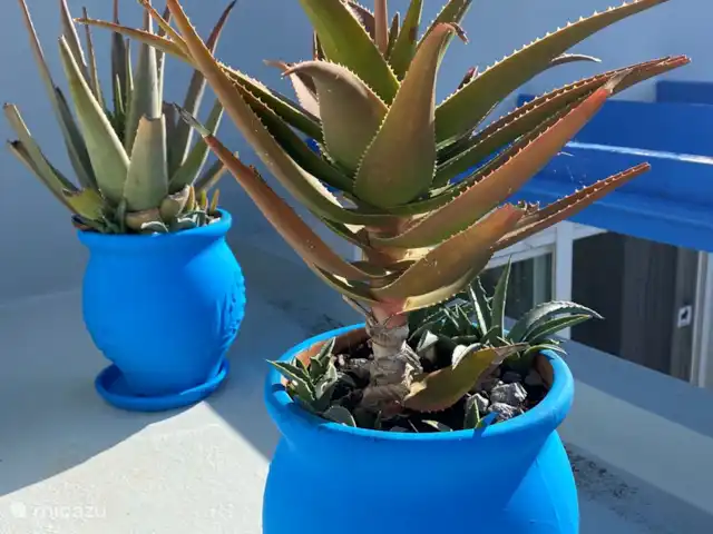 Villa Yavoni, met privé zwembad  huren in Griekenland, Kreta, Loutra - villa Kretens blauwe potten op het dak met aloe vera