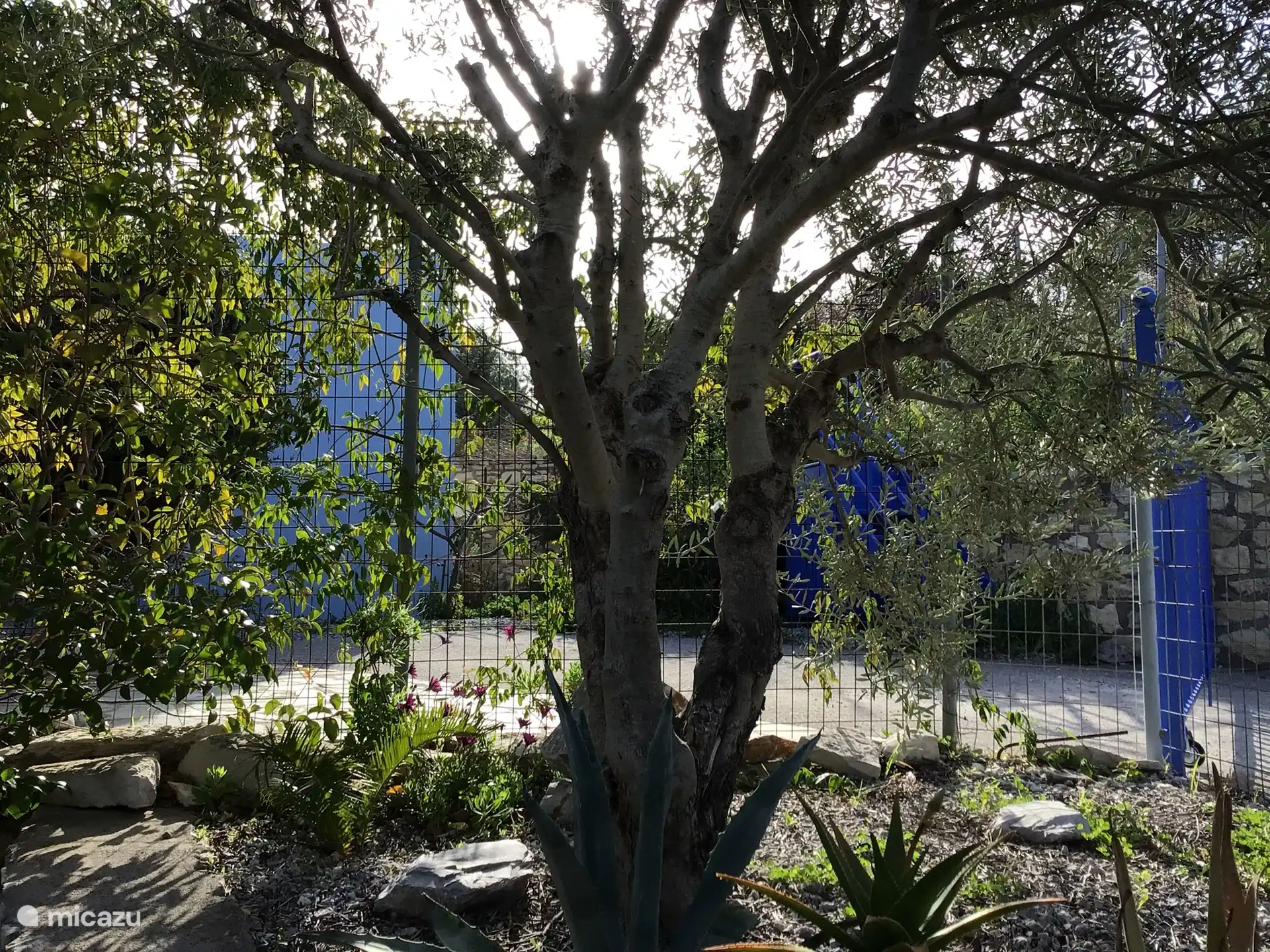 Front garden with beautiful large olive tree.