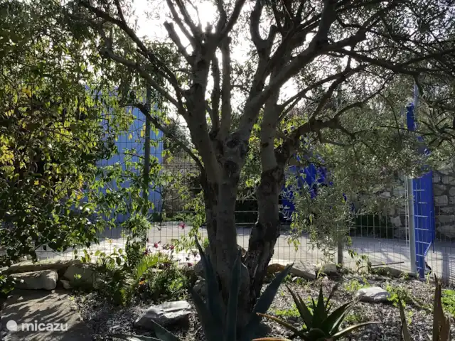 Villa Yavoni, met privé zwembad  huren in Griekenland, Kreta, Loutra - villa Voortuin met mooie grote olijfboom.