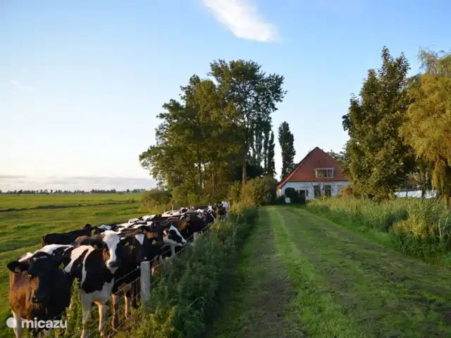 Vue dégagée | Pays-Bas, Frise, Warten - maison de vacances Jardin