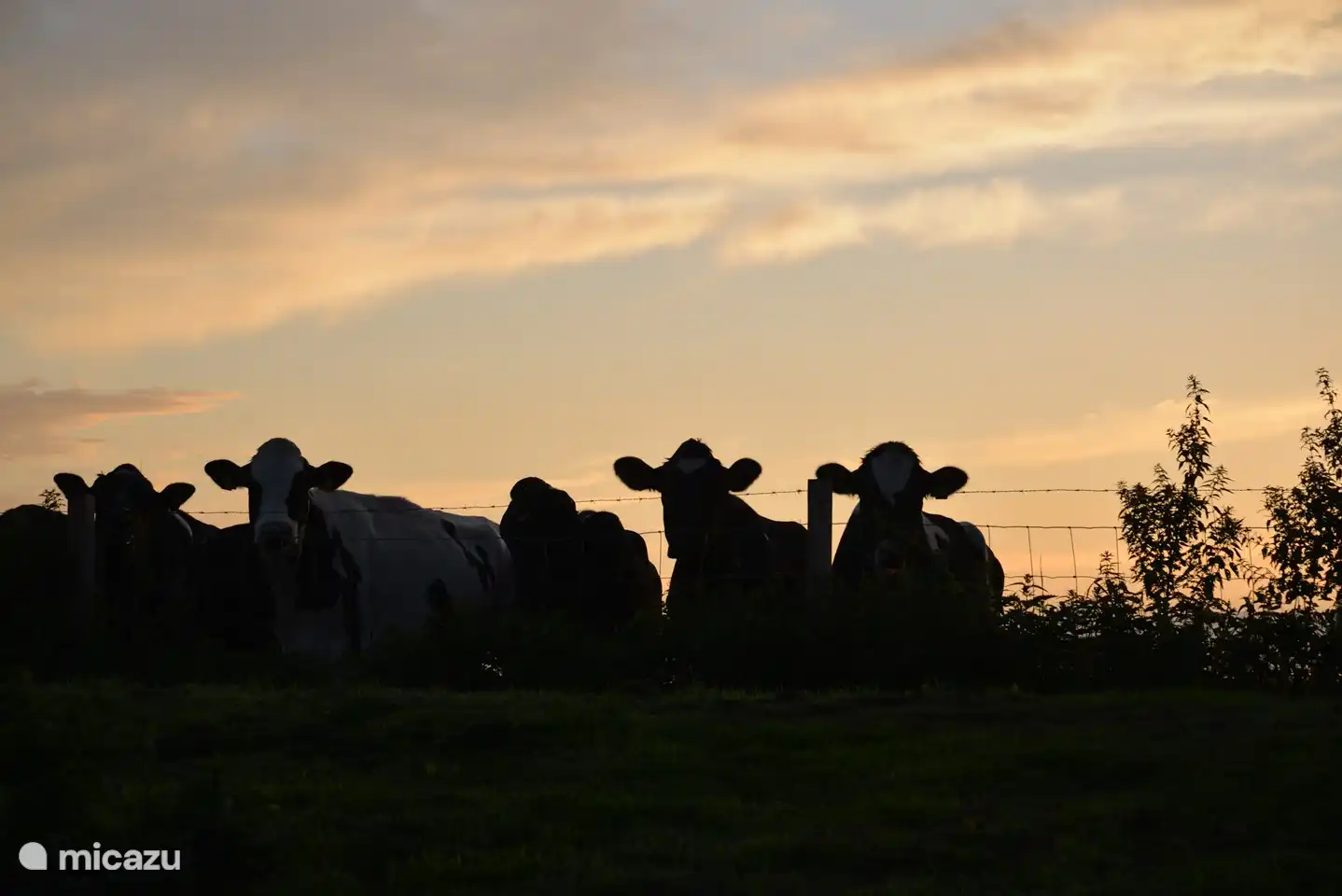 Curious cows from the land next to Vrijzicht