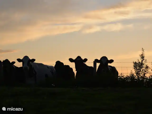 Vue dégagée | Pays-Bas, Frise, Warten - maison de vacances Vaches curieuses du terrain à côté de Vrijzicht