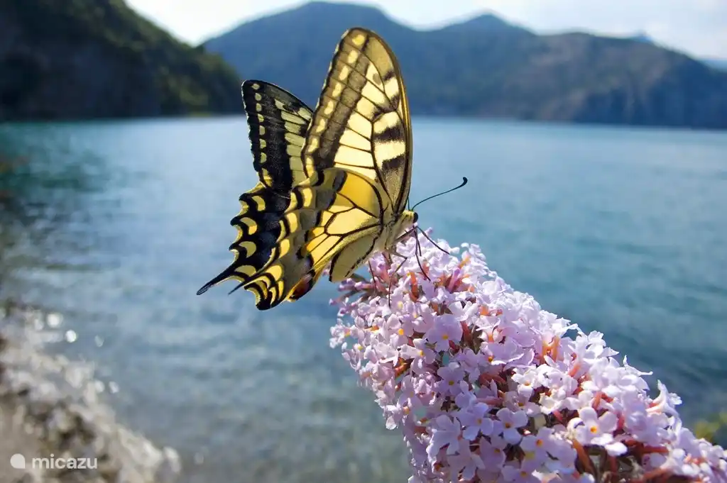 Flora y fauna especial