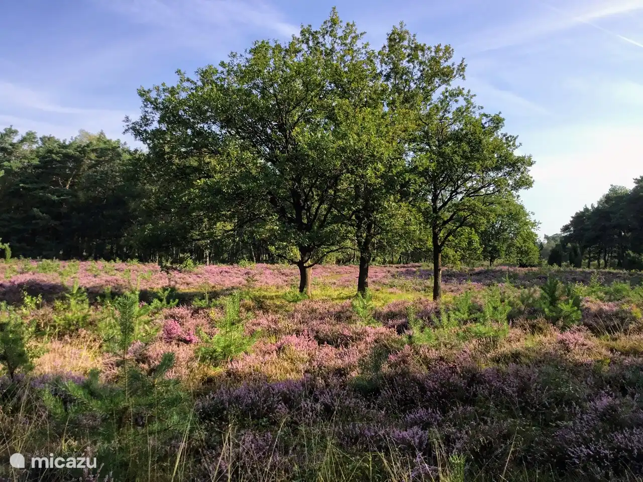 Foto vom Achterveld, wo man wunderbar wandern kann.