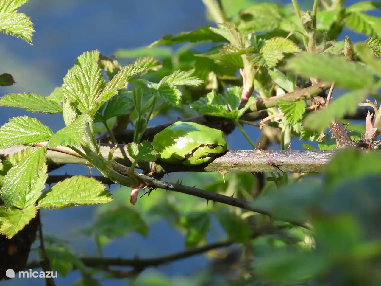 Fotolaubfrosch im Vleer
