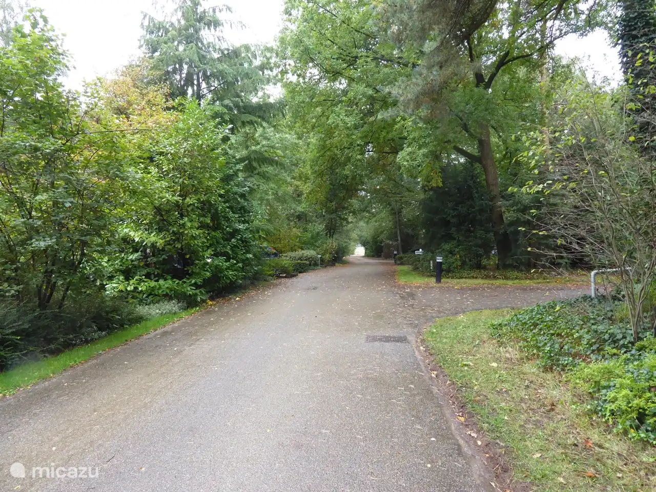camino de acceso arbolado a nuestra casa