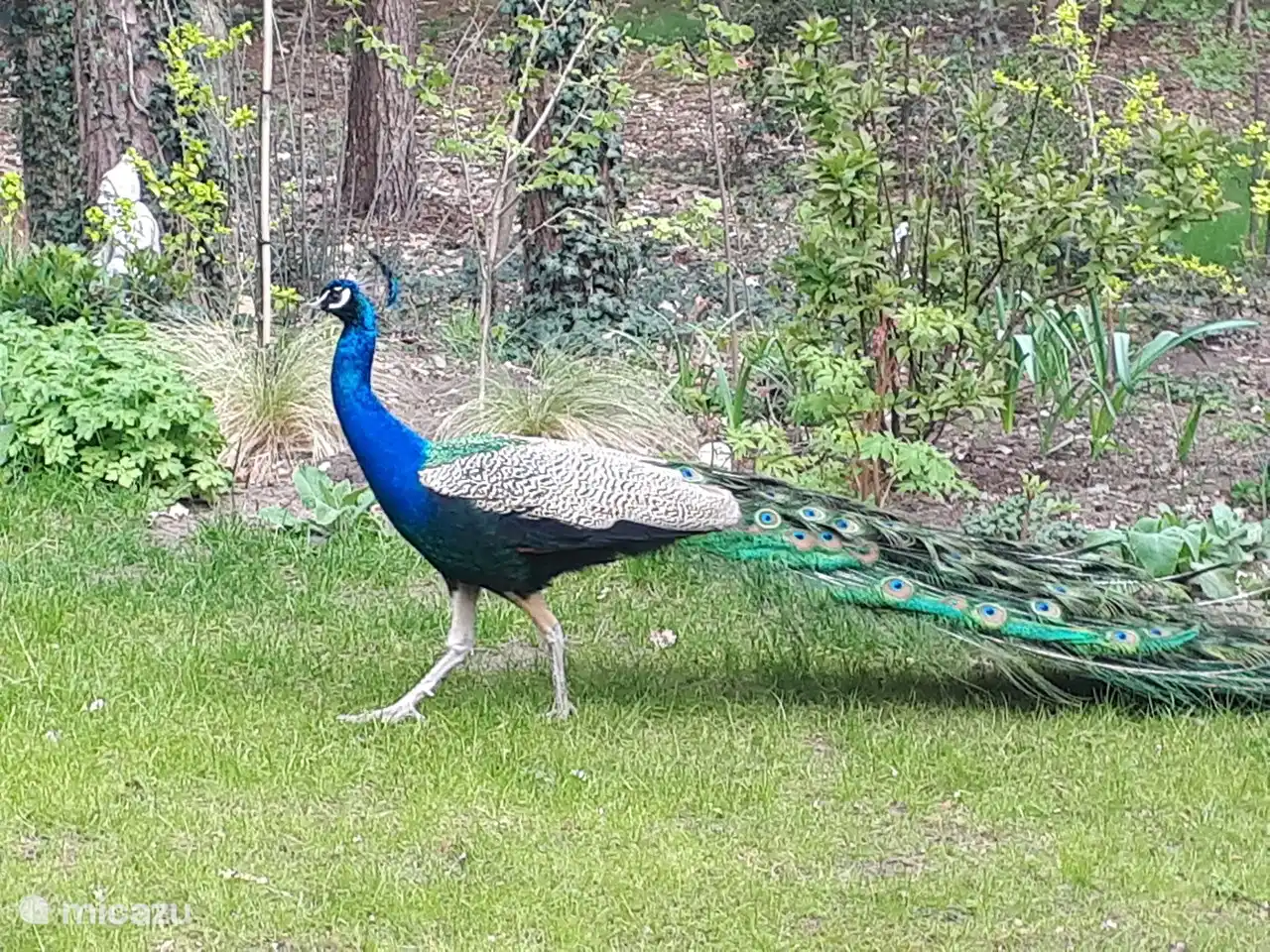El pavo real de Bos en Enk viene regularmente a recoger los restos que caen de las pajareras.